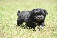 Paddy , a male Shih Tzu and Toy Australian Shepherd for sale in Palm Coast, FL – Photo 1 of 6