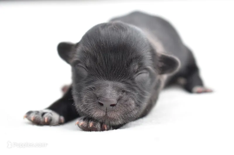 Paddy  – Shih Tzu, Toy Australian Shepherd puppy for sale in Palm Coast, FL