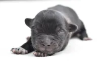 Paddy , a male Shih Tzu and Toy Australian Shepherd for sale in Palm Coast, FL – Photo 1 of 6