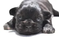 Paddy , a male Shih Tzu and Toy Australian Shepherd for sale in Palm Coast, FL – Photo 6 of 6