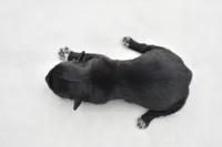 Paddy , a male Shih Tzu and Toy Australian Shepherd for sale in Palm Coast, FL – Photo 5 of 6