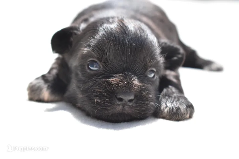 Paddy  – Shih Tzu, Toy Australian Shepherd puppy for sale in Palm Coast, FL