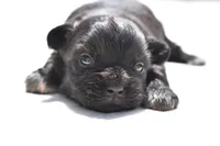 Paddy , a male Shih Tzu and Toy Australian Shepherd for sale in Palm Coast, FL – Photo 1 of 6