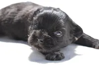 Paddy , a male Shih Tzu and Toy Australian Shepherd for sale in Palm Coast, FL – Photo 2 of 6