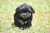 Paddy , a male Shih Tzu and Toy Australian Shepherd for sale in Palm Coast, FL – Photo 4 of 6
