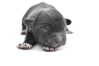 Paddy , a male Shih Tzu and Toy Australian Shepherd for sale in Palm Coast, FL – Photo 2 of 6