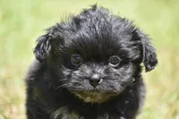 Paddy , a male Shih Tzu and Toy Australian Shepherd for sale in Palm Coast, FL – Photo 2 of 6