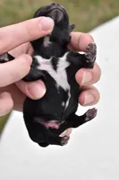 Paddy , a male Shih Tzu and Toy Australian Shepherd for sale in Palm Coast, FL – Photo 6 of 6