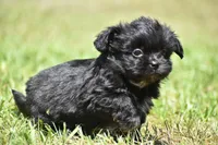 Paddy , a male Shih Tzu and Toy Australian Shepherd for sale in Palm Coast, FL – Photo 3 of 6