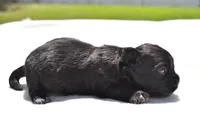 Paddy , a male Shih Tzu and Toy Australian Shepherd for sale in Palm Coast, FL – Photo 5 of 6