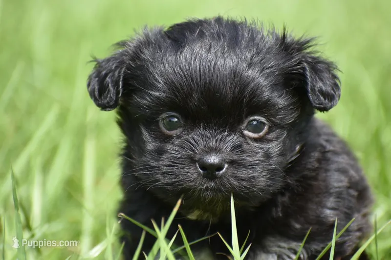 Paddy  – Shih Tzu, Toy Australian Shepherd puppy for sale in Palm Coast, FL