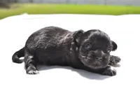 Paddy , a male Shih Tzu and Toy Australian Shepherd for sale in Palm Coast, FL – Photo 3 of 6