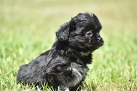 Paddy , a male Shih Tzu and Toy Australian Shepherd for sale in Palm Coast, FL – Photo 5 of 6