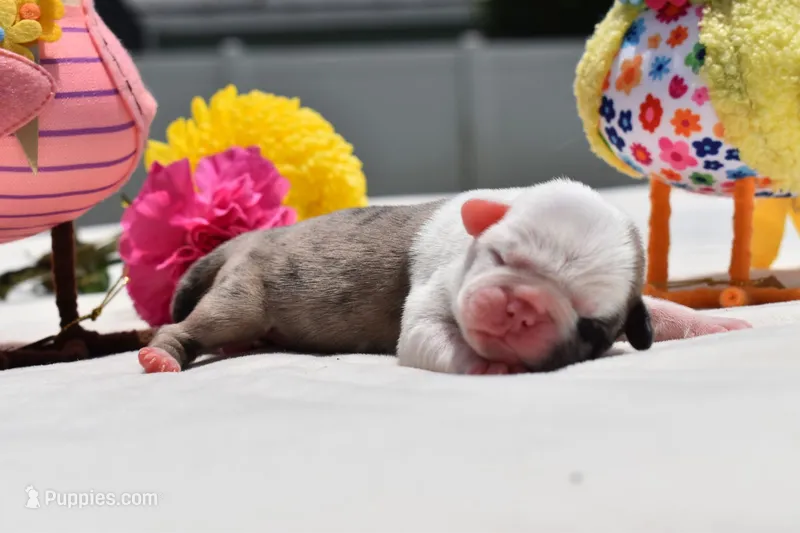 Honey Comb  – Pug puppy for sale in Palm Coast, FL