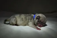Peach Cobbler , a male Pug for sale in Palm Coast, FL – 5 of 5