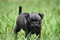 Dumplin, a male Pug for sale in Palm Coast, FL – 6 of 7