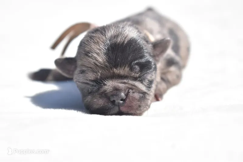 Sweet Tea  – Pug puppy for sale in Palm Coast, FL