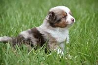 Luna, a female Toy Australian Shepherd for sale in Palm Coast, FL – 1 of 9