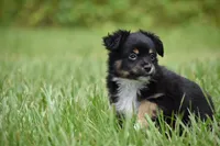 Peanut Butter , a male Toy Australian Shepherd for sale in Palm Coast, FL – 4 of 7