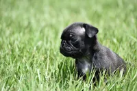 Hive, a male Pug for sale in Palm Coast, FL – 4 of 7