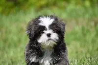 Horton , a male Shih Tzu for sale in Palm Coast, FL – 5 of 8