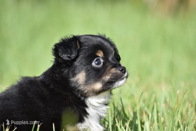 Peanut Butter  – Toy Australian Shepherd puppy for sale in Palm Coast, FL