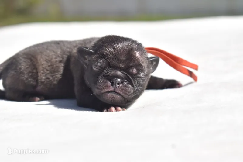 Dumplin – Pug puppy for sale in Palm Coast, FL