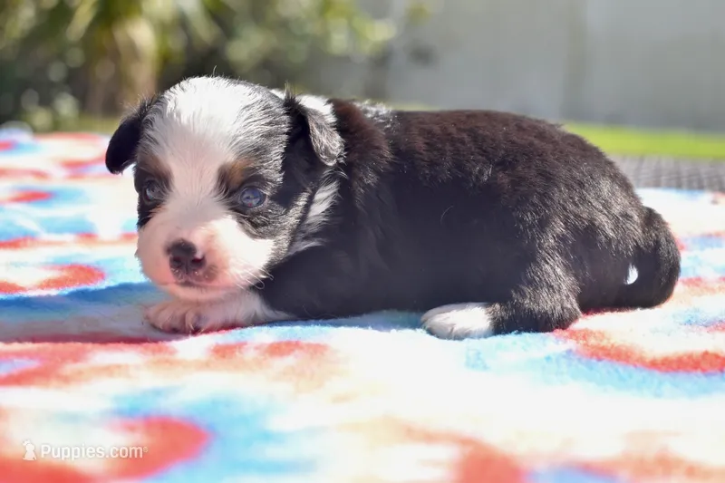 Dally  – Toy Australian Shepherd puppy for sale in Palm Coast, FL