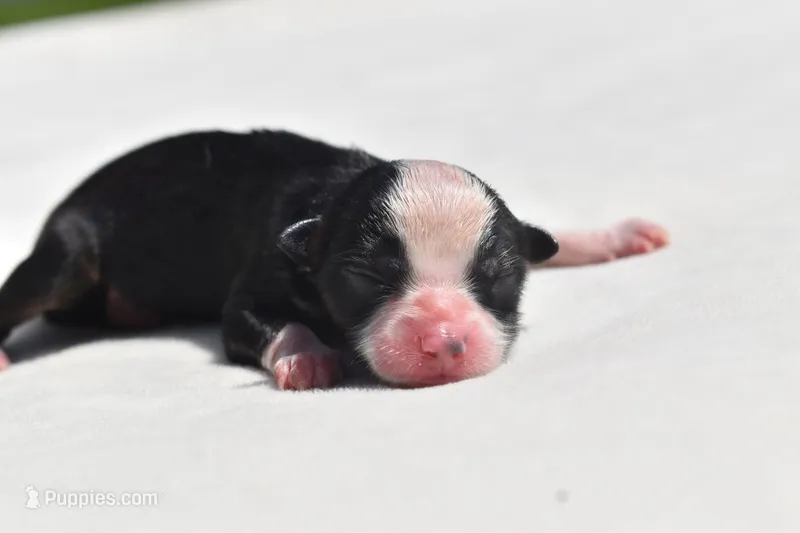 Orion – Toy Australian Shepherd puppy for sale in Palm Coast, FL