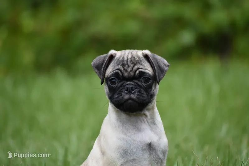 Toffee Crunch – Pug puppy for sale in Palm Coast, FL