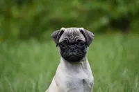 Toffee Crunch, a male Pug for sale in Palm Coast, FL – 1 of 9