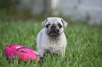 Maple , a female Pug for sale in Palm Coast, FL – 1 of 7