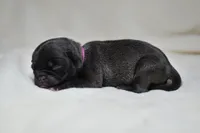 Sugar Pie, a female Pug for sale in Palm Coast, FL – 2 of 5