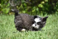 Horton , a male Shih Tzu for sale in Palm Coast, FL – 8 of 8