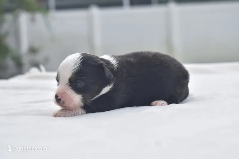 Dally  – Toy Australian Shepherd puppy for sale in Palm Coast, FL