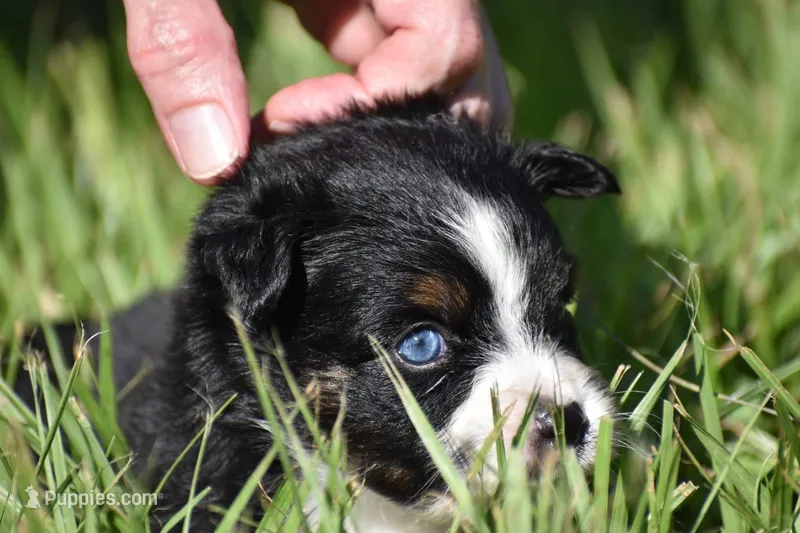 Atlas – Toy Australian Shepherd puppy for sale in Palm Coast, FL