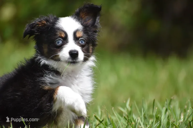 Orion – Toy Australian Shepherd puppy for sale in Palm Coast, FL
