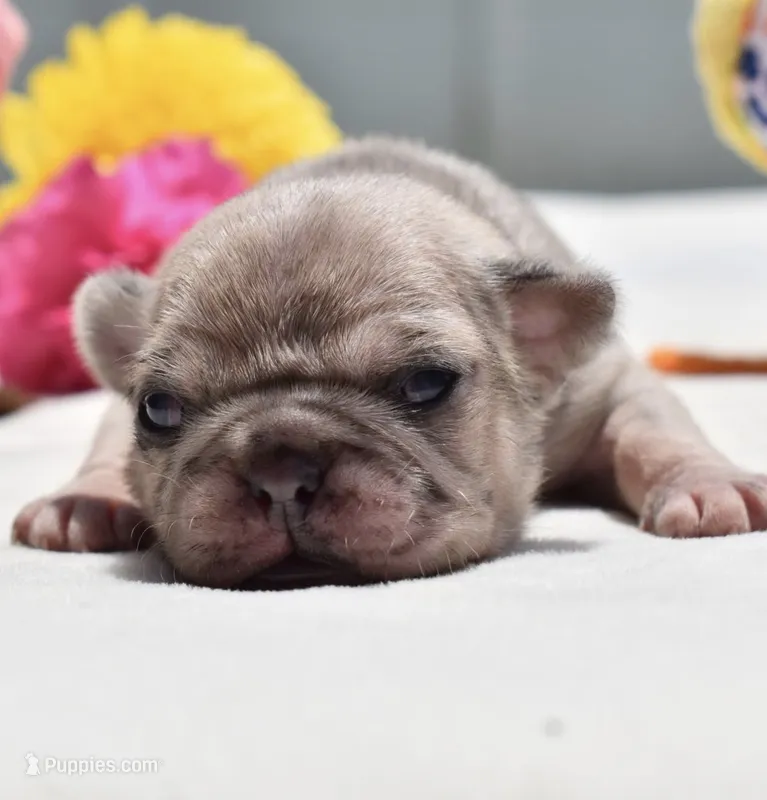 Peach Cobbler  – Pug puppy for sale in Palm Coast, FL