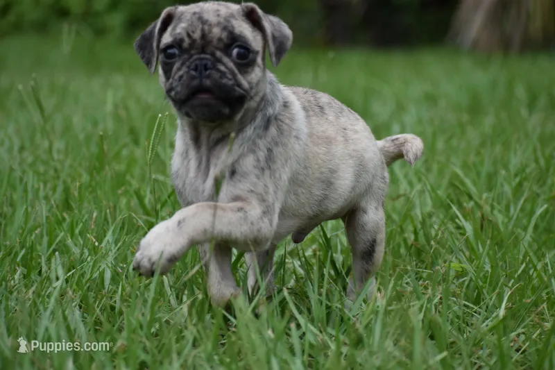 Buzz – Pug puppy for sale in Palm Coast, FL