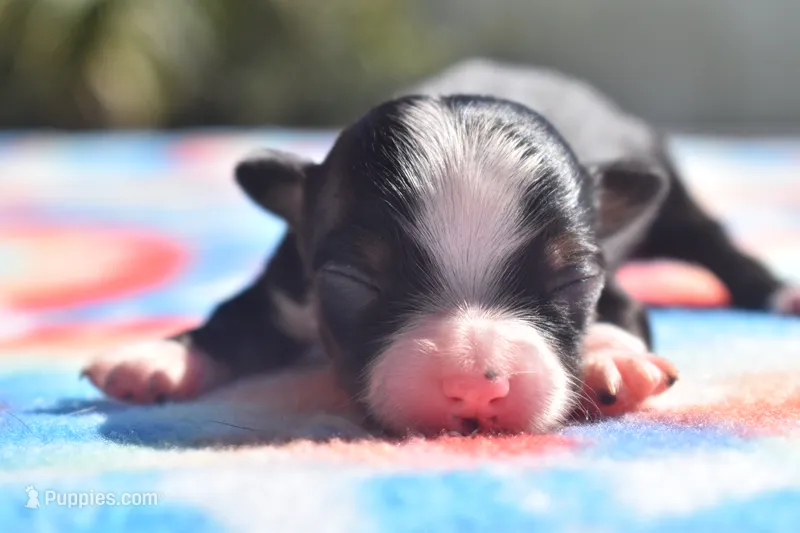 Hocus  – Toy Australian Shepherd puppy for sale in Palm Coast, FL