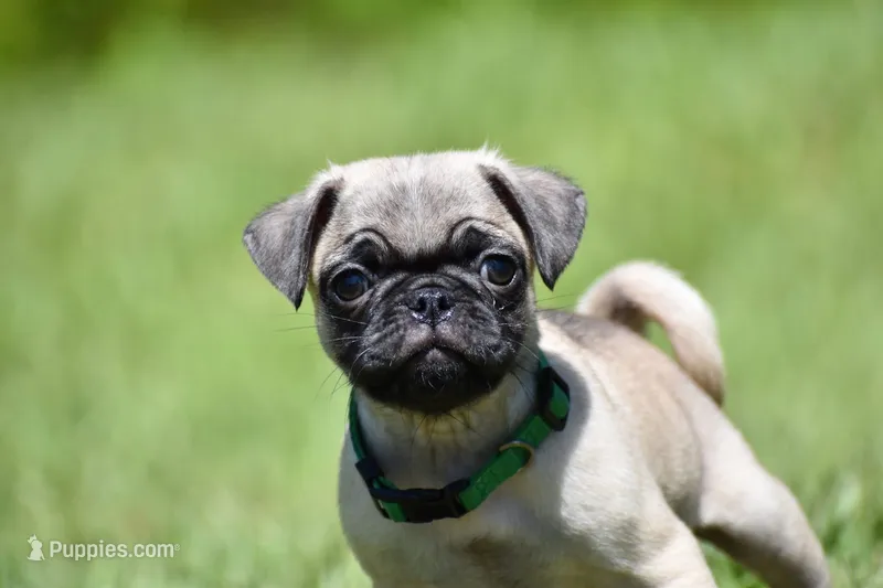 Toffee Crunch – Pug puppy for sale in Palm Coast, FL