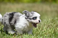 Shamrock , a female Shih Tzu and Toy Australian Shepherd for sale in Palm Coast, FL – Photo 3 of 8