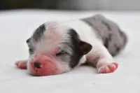 Shamrock , a female Shih Tzu and Toy Australian Shepherd for sale in Palm Coast, FL – Photo 1 of 5