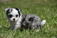 Shamrock , a female Shih Tzu and Toy Australian Shepherd for sale in Palm Coast, FL – Photo 8 of 8