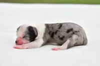 Shamrock , a female Shih Tzu and Toy Australian Shepherd for sale in Palm Coast, FL – Photo 4 of 5