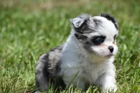 Shamrock , a female Shih Tzu and Toy Australian Shepherd for sale in Palm Coast, FL – Photo 6 of 8