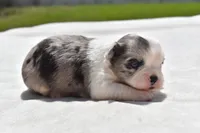 Shamrock , a female Shih Tzu and Toy Australian Shepherd for sale in Palm Coast, FL – Photo 2 of 5