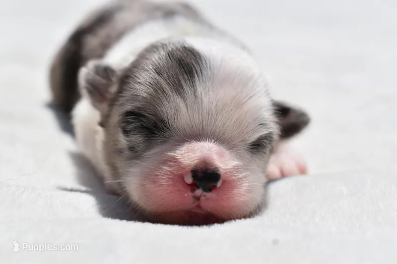 Shamrock  – Shih Tzu, Toy Australian Shepherd puppy for sale in Palm Coast, FL