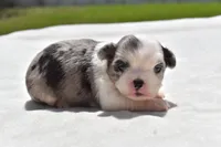 Shamrock , a female Shih Tzu and Toy Australian Shepherd for sale in Palm Coast, FL – Photo 3 of 5