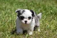 Shamrock , a female Shih Tzu and Toy Australian Shepherd for sale in Palm Coast, FL – Photo 2 of 8